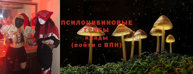 Галлюциногенные грибы Psilocybe  Олонец 